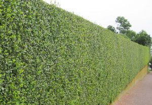 hedge-cutting-maintenance-mill-hill